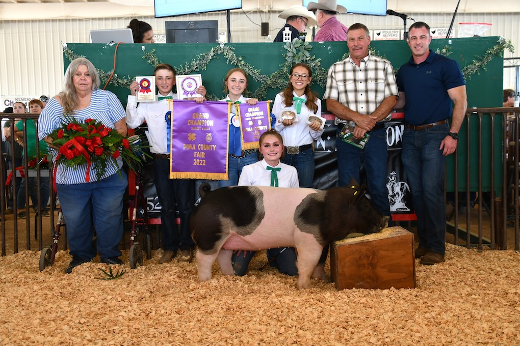 pima county jr livestock grand champion pig image